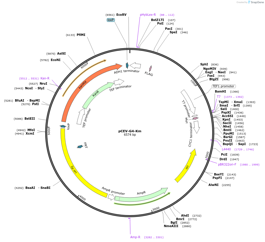 46819-plasmid-map-sequence-id-66304
