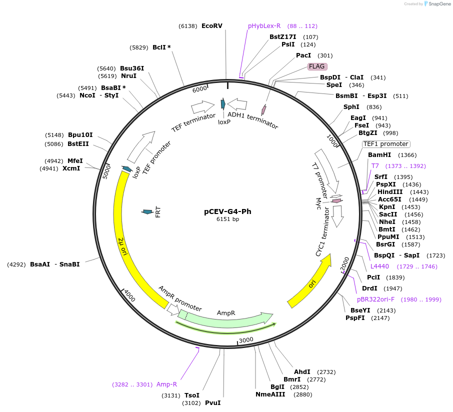 46820-plasmid-map-sequence-id-66305