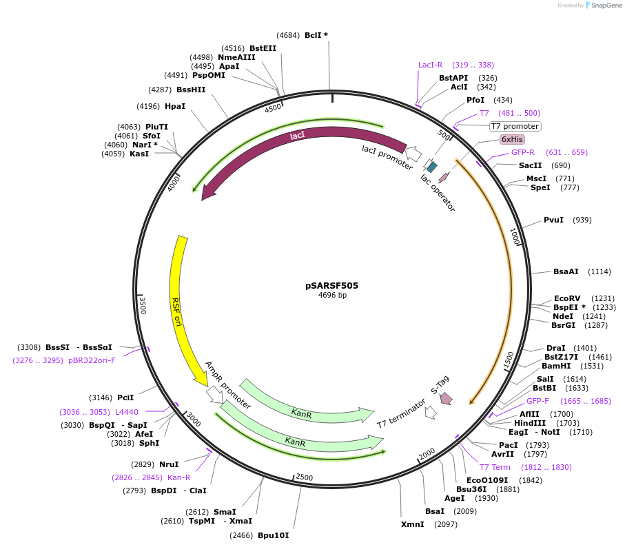 46832-plasmid-map-sequence-id-66338