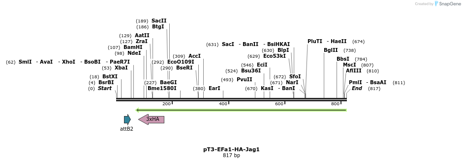 66339_map