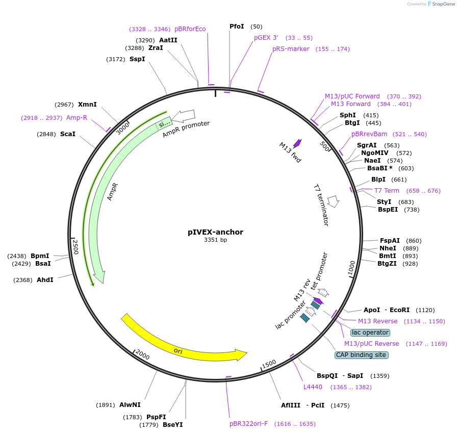 46844-plasmid-map-sequence-id-66341