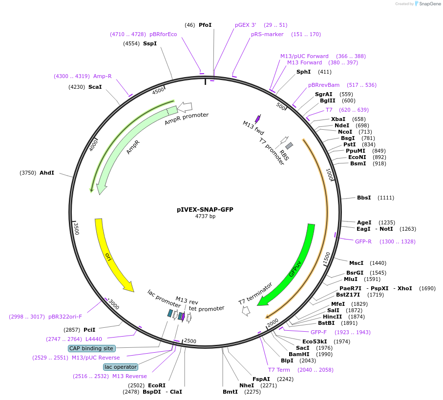 46846-plasmid-map-sequence-id-66342