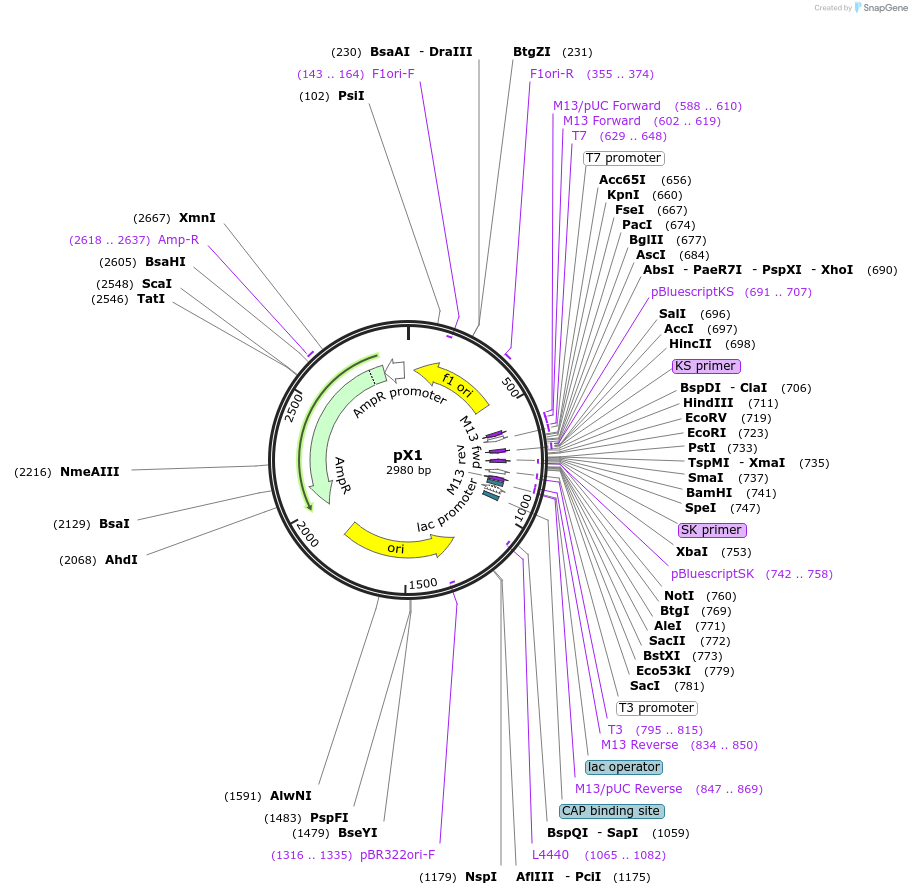 46848-plasmid-map-sequence-id-66350