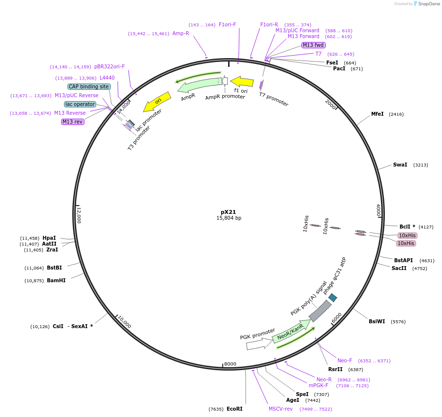 46849-plasmid-map-sequence-id-66352