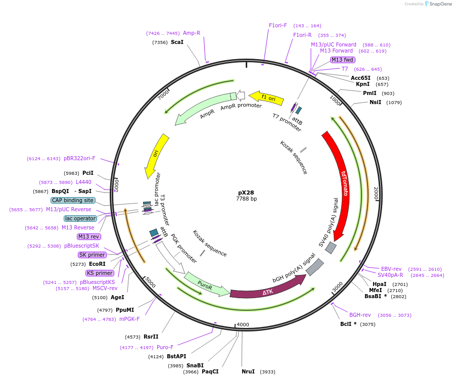 46850-plasmid-map-sequence-id-66354
