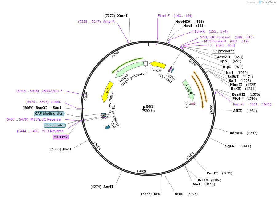 46852-plasmid-map-sequence-id-66356