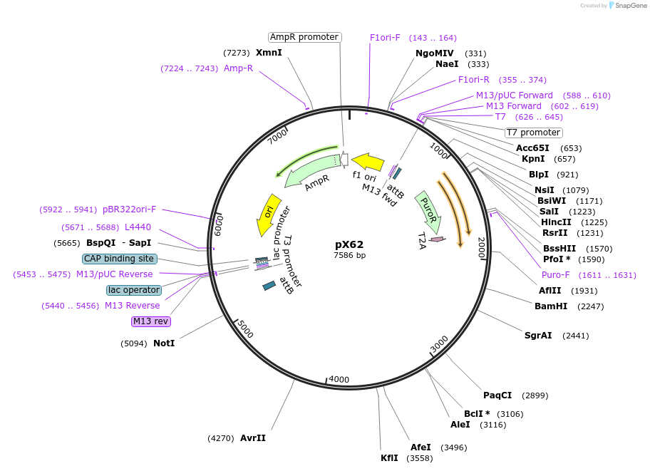 46854-plasmid-map-sequence-id-66357