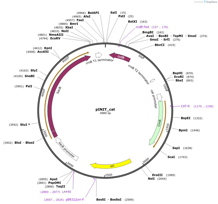 46858-plasmid-map-sequence-id-66358