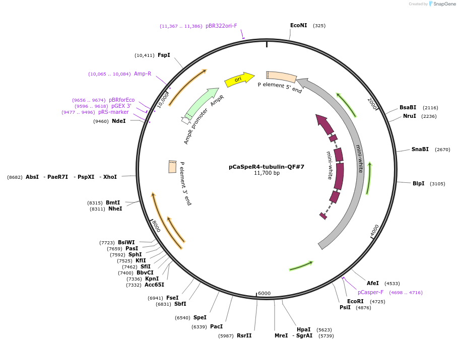 46127-plasmid-map-sequence-id-66362
