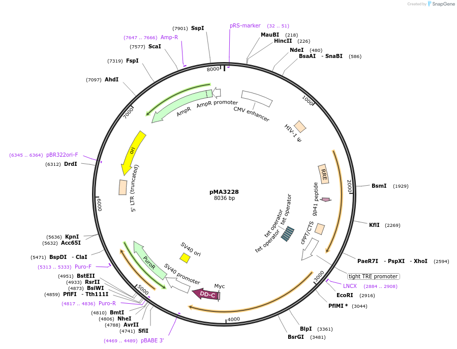 46856-plasmid-map-sequence-id-66372