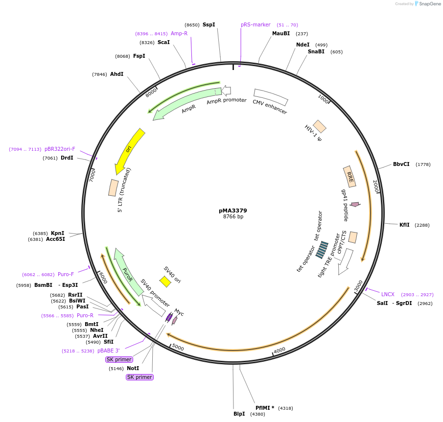 46874-plasmid-map-sequence-id-66373