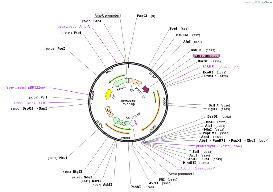 46875-plasmid-map-sequence-id-66375
