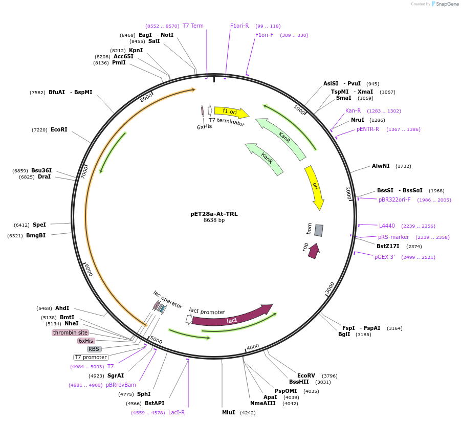 32242-plasmid-map-sequence-id-66405