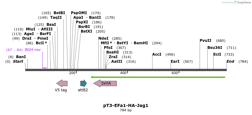 66406_map