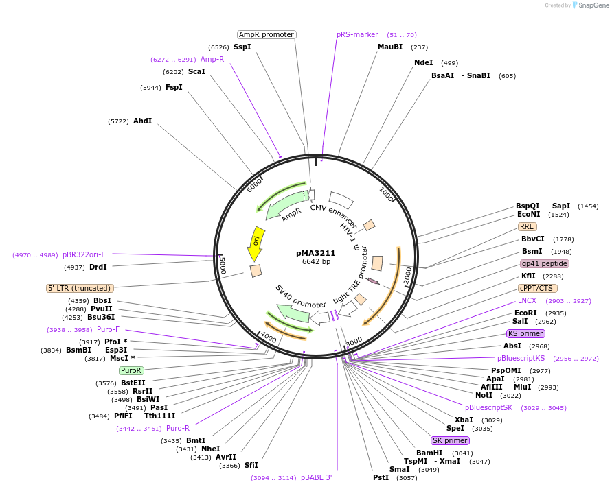 46879-plasmid-map-sequence-id-66410