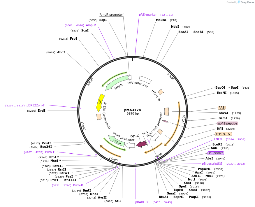 46880-plasmid-map-sequence-id-66412