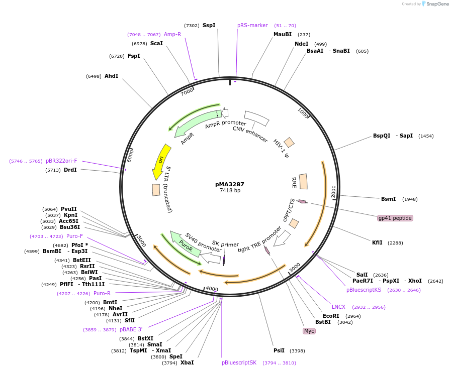 46883-plasmid-map-sequence-id-66430
