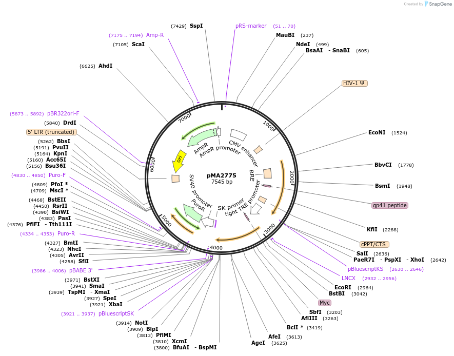 46884-plasmid-map-sequence-id-66431