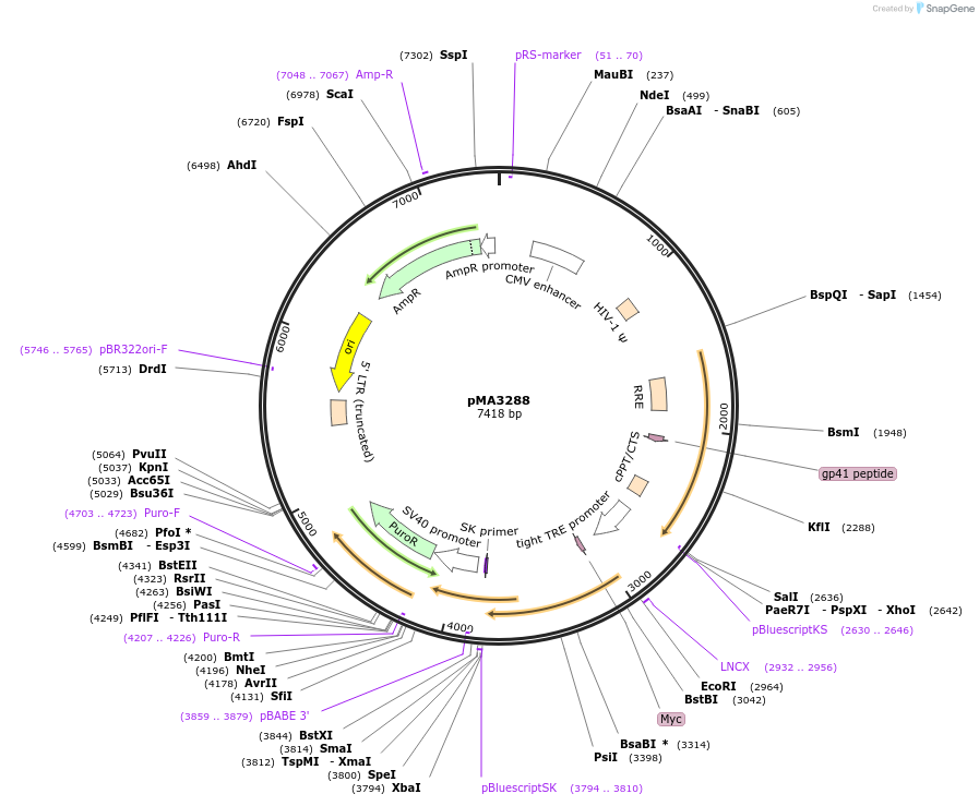 46885-plasmid-map-sequence-id-66432