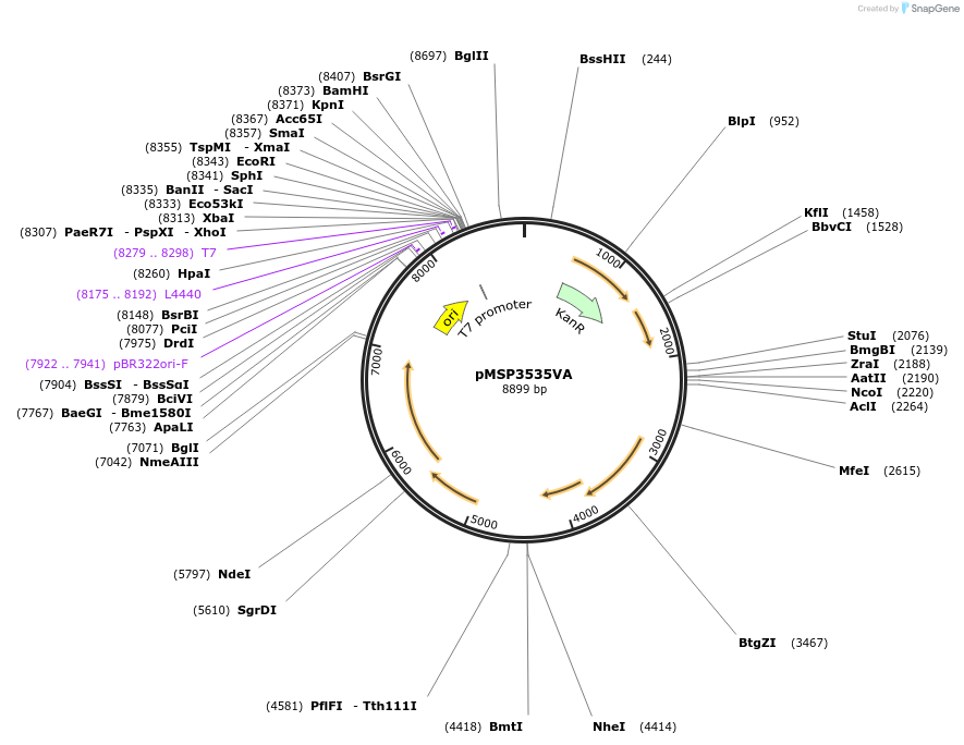 46887-plasmid-map-sequence-id-66434