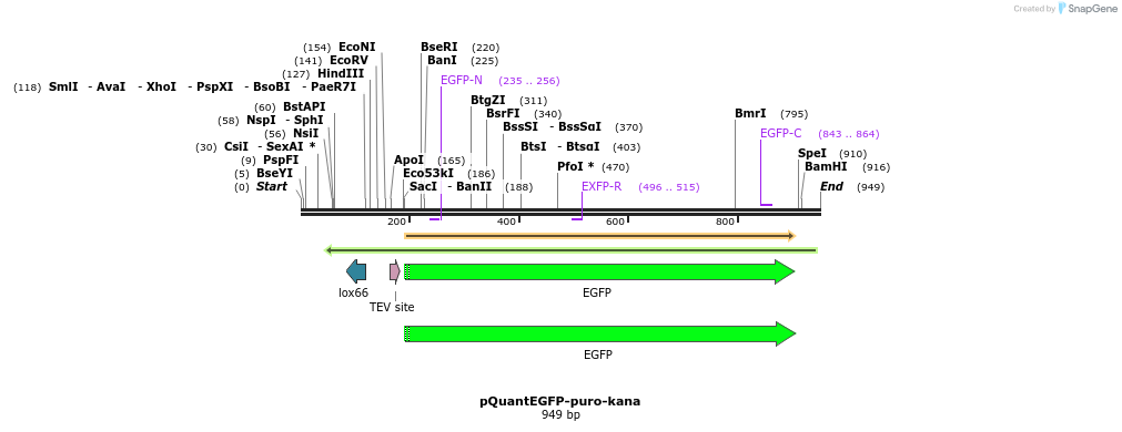 66590_map