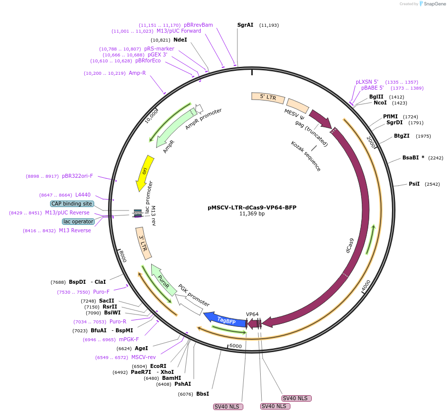 46912-plasmid-map-sequence-id-66610