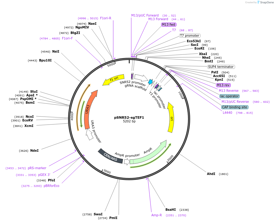 46922-plasmid-map-sequence-id-66630