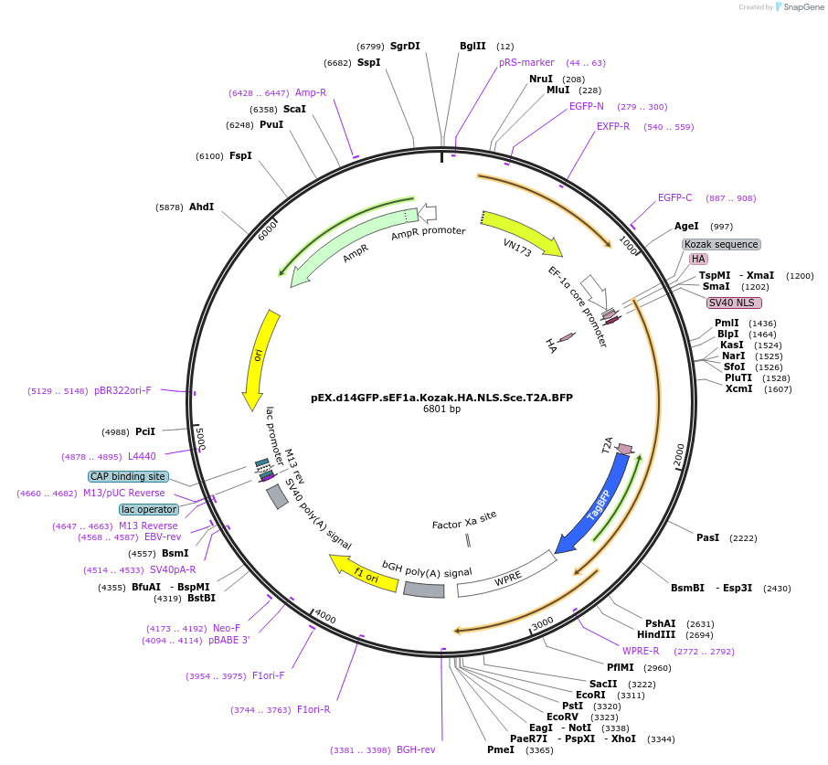 45564-plasmid-map-sequence-id-66678