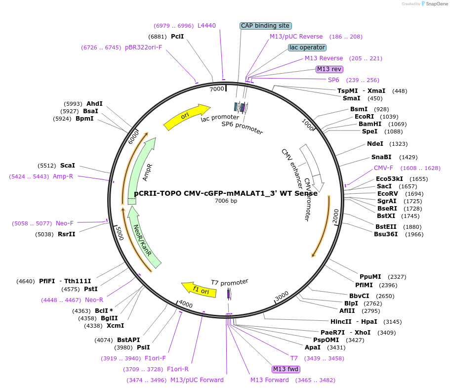 46834-plasmid-map-sequence-id-66679