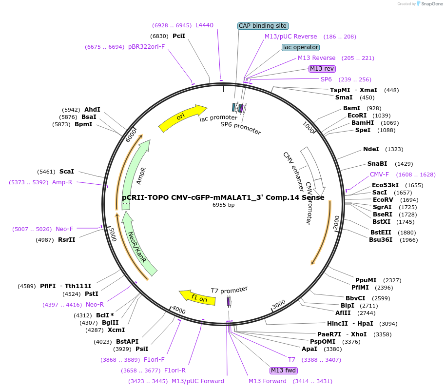 46838-plasmid-map-sequence-id-66683