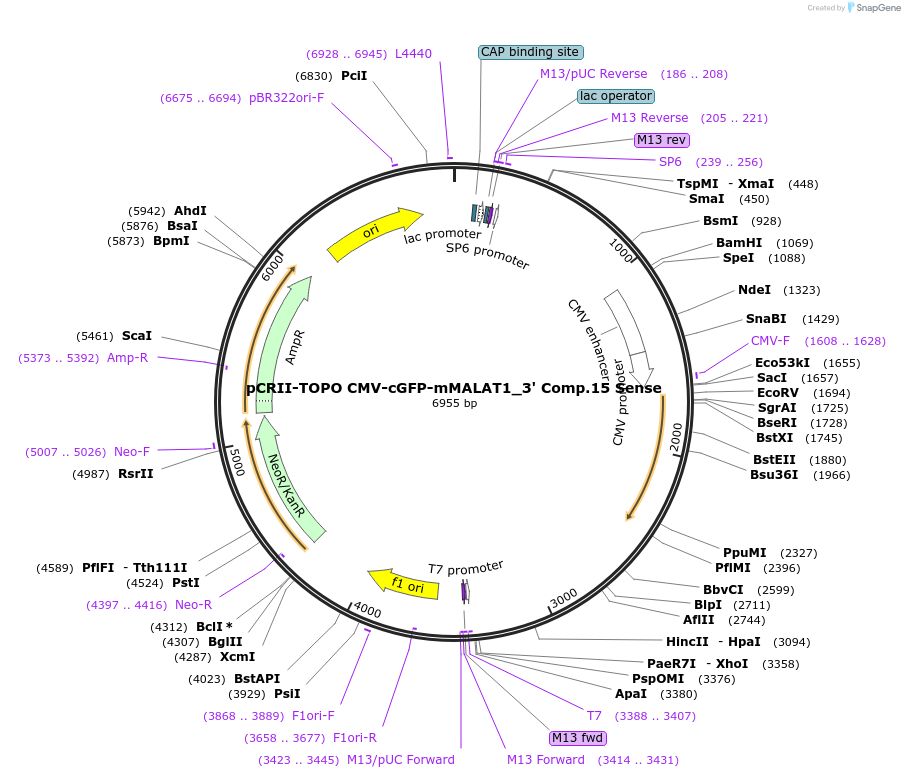 46839-plasmid-map-sequence-id-66684