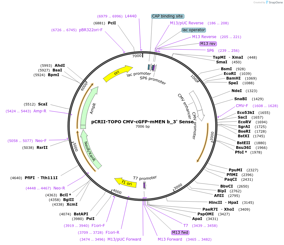 46840-plasmid-map-sequence-id-66685