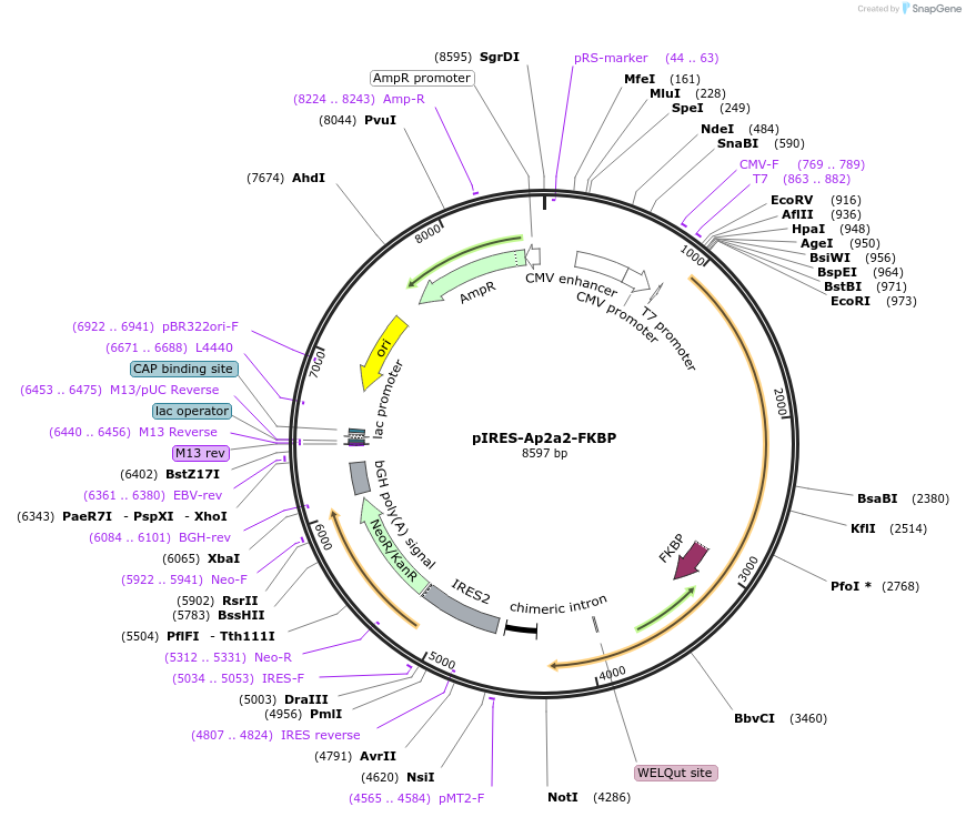 46944-plasmid-map-sequence-id-66693