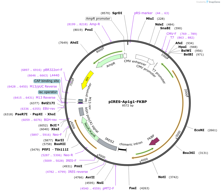 46945-plasmid-map-sequence-id-66694