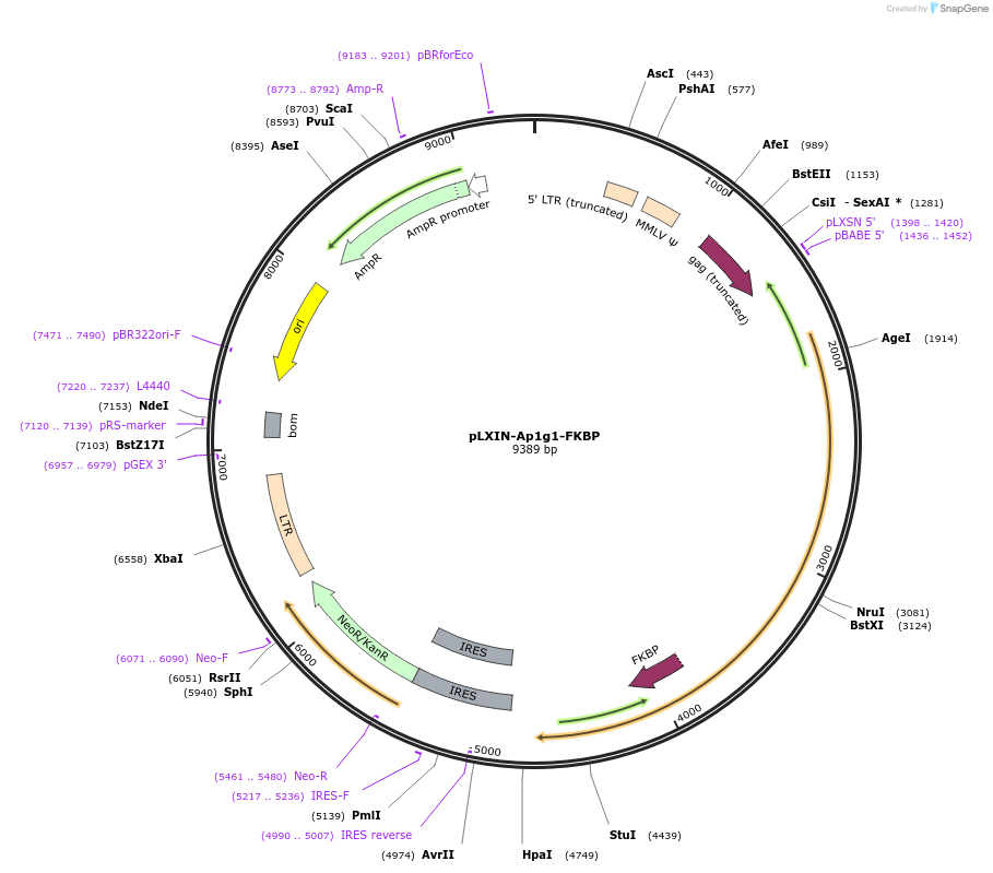 46946-plasmid-map-sequence-id-66695