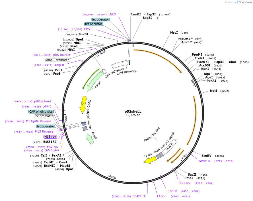 46950-plasmid-map-sequence-id-66718
