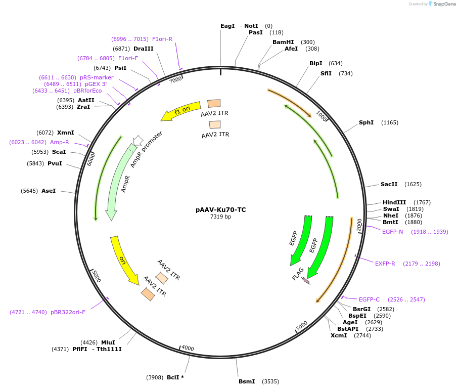 46955-plasmid-map-sequence-id-66844