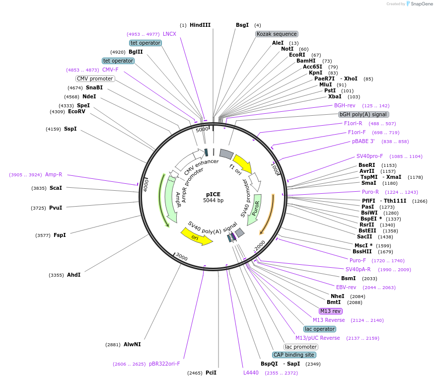 46960-plasmid-map-sequence-id-66850