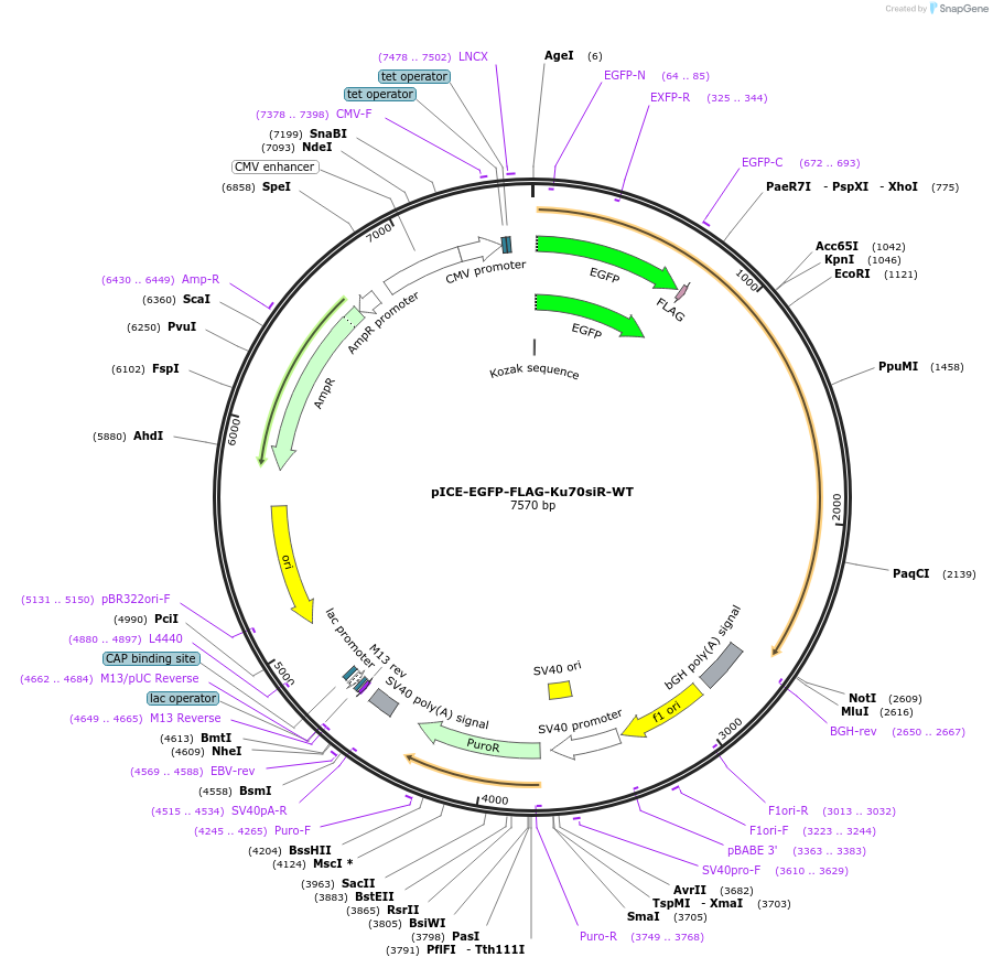 46961-plasmid-map-sequence-id-66851