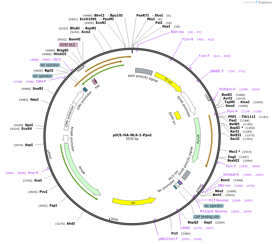 46963-plasmid-map-sequence-id-66854