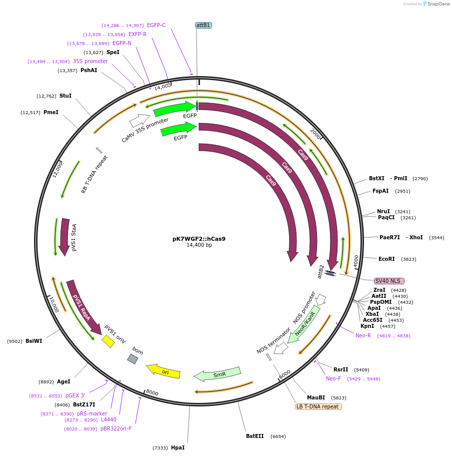 46965-plasmid-map-sequence-id-66887