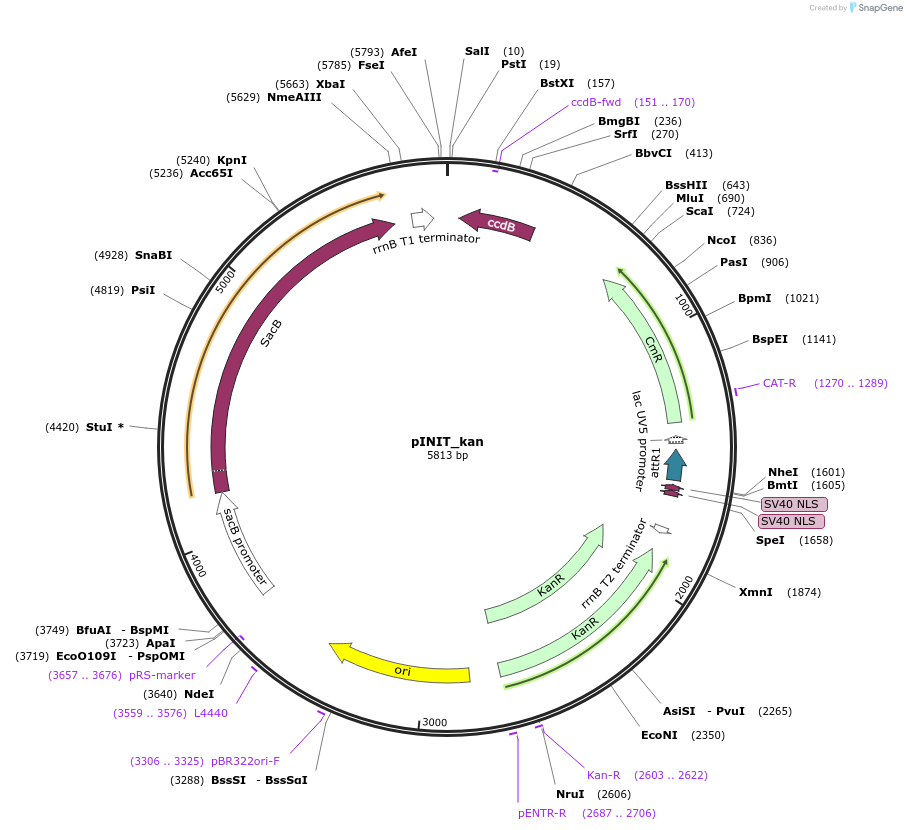 46973-plasmid-map-sequence-id-66903