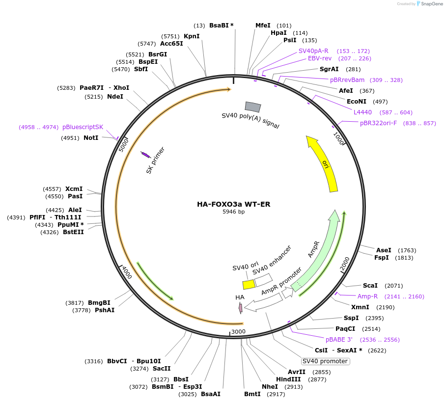 8355-plasmid-map-sequence-id-6693
