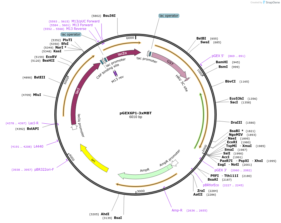 46987-plasmid-map-sequence-id-66939