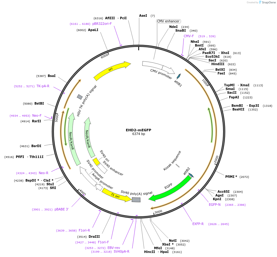 45932-plasmid-map-sequence-id-66945