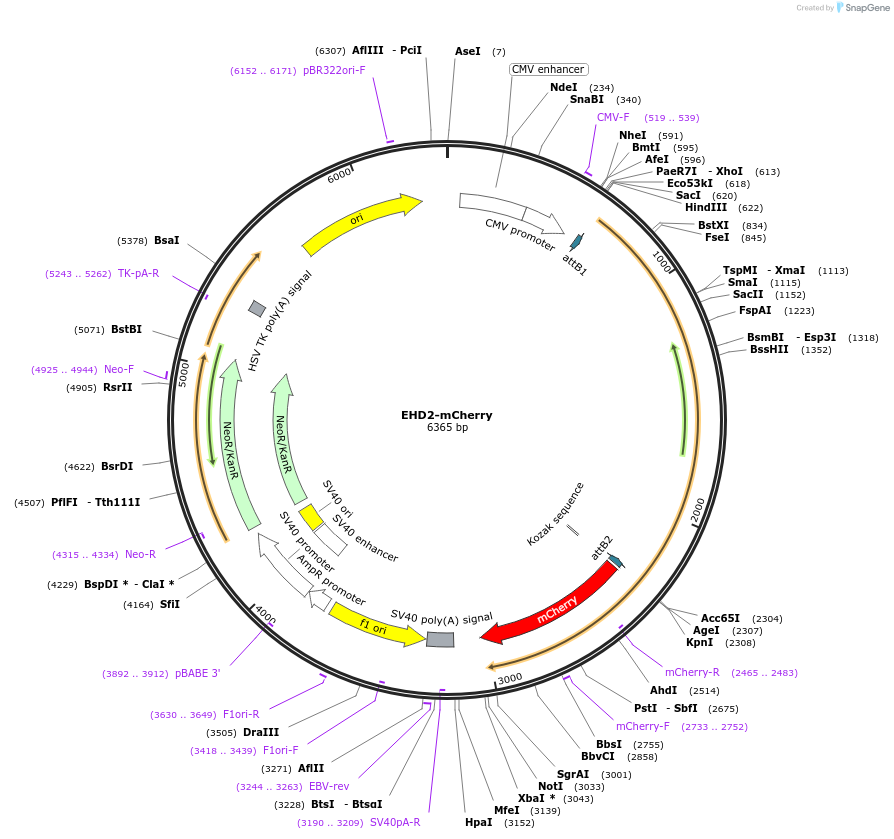 45933-plasmid-map-sequence-id-66947