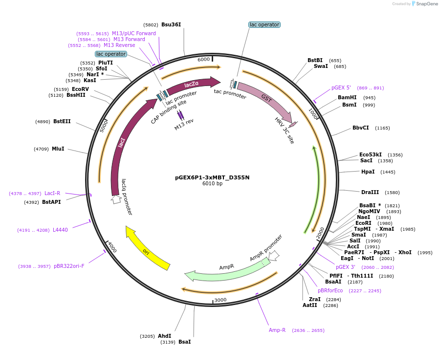 46988-plasmid-map-sequence-id-66963