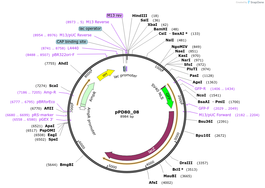 1456-plasmid-map-sequence-id-67