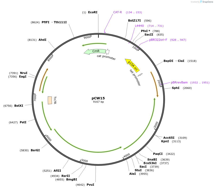 8485-plasmid-map-sequence-id-6704