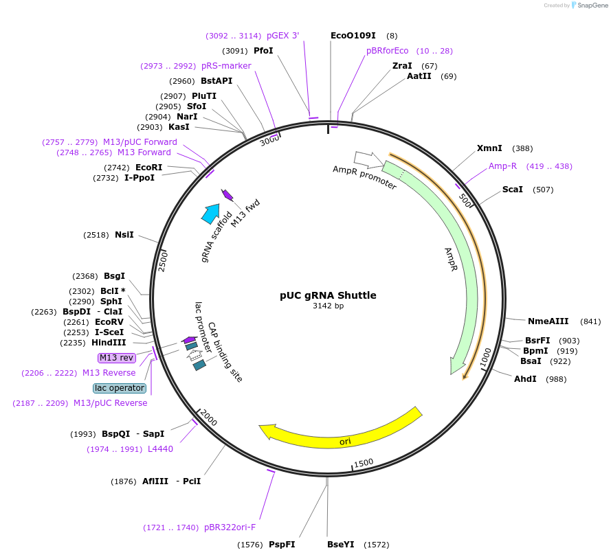 47024-plasmid-map-sequence-id-67042